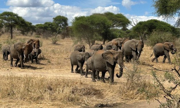 Hakuna matata pozdrowienia z Tanzanii