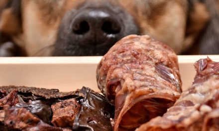 Odpady czy wartościowe surowce?  Jak branża pet food może wykorzystywać założenia gospodarki cyrkularnej?