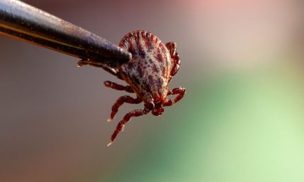 Nie zapominajmy o kleszczach Choroby odkleszczowe psów i kotów
