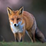 Bąblowica – niebezpieczna zoonoza
