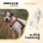 BIOFEED ZOO i marka Euphoria sponsorem Pucharu Polski w Dogtrekkingu 2025
