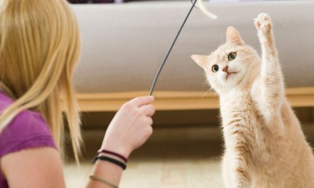 Catsitter. Jak wybrać opiekę dla kota?