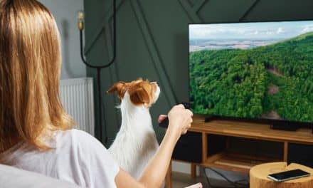 Jak psy oglądają telewizję?