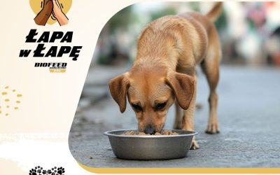 „Łapa w łapę” po raz czwarty – BIOFEED ponownie pomaga schroniskom