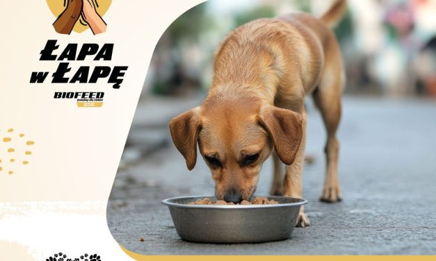 „Łapa w łapę” po raz czwarty – BIOFEED ponownie pomaga schroniskom
