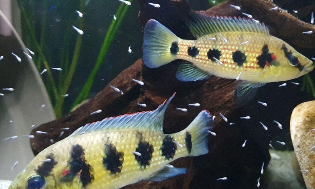 Hemichromis elongatus. Tajemnice hodowli i rozmnażania.