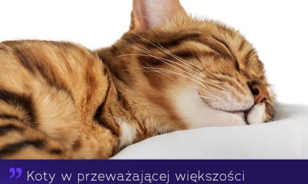 Dlaczego koty preferują spanie na lewym boku?