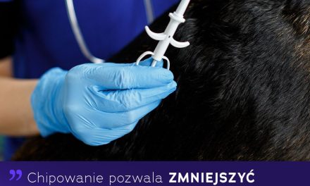 Chipowanie pozwala zmniejszyć bezdomność o 1/4 – czy Unia Europejska wprowadzi taki obowiązek i jaka jest polska koncepcja rozwiązania?
