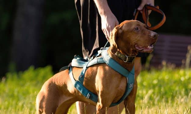 Fundacja „Maraton Warszawski” i RAW PALEO łączą siły w nowym projekcie RAW PALEO WARSAW DOG RUN – imprezy biegowe z psem!