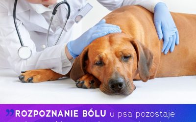 Rozpoznawanie sygnałów bólu u psów